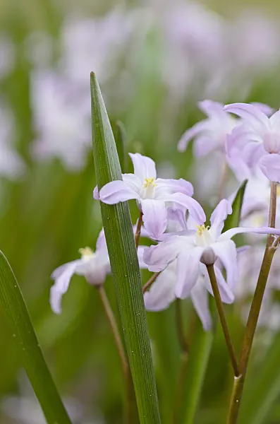 519033 - Forbes' glory of the snow (Chionodoxa forbesii 'Pink Giant' syn. Scilla forbesii 'Pink Giant')