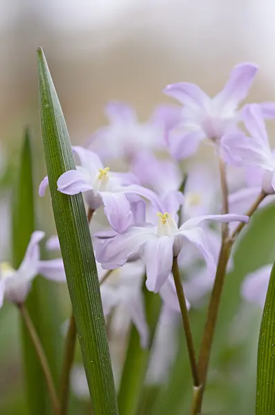 519034 - Forbes' glory of the snow (Chionodoxa forbesii 'Pink Giant' syn. Scilla forbesii 'Pink Giant')