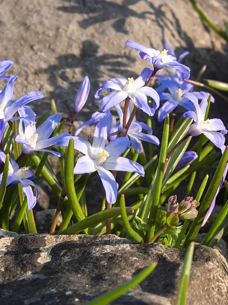 400075 - Forbes' glory of the snow (Chionodoxa forbesii syn. Scilla forbesii)