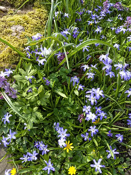 447073 - Forbes' glory of the snow (Chionodoxa forbesii syn. Scilla forbesii)