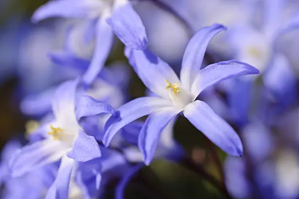 471003 - Forbes' glory of the snow (Chionodoxa forbesii syn. Scilla forbesii)