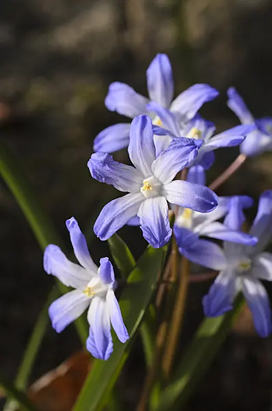 495009 - Forbes' glory of the snow (Chionodoxa forbesii syn. Scilla forbesii)