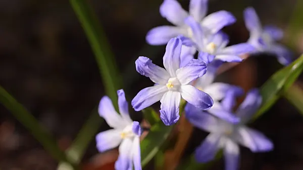 495026 - Forbes' glory of the snow (Chionodoxa forbesii syn. Scilla forbesii)
