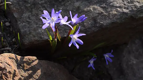 506052 - Forbes' glory of the snow (Chionodoxa forbesii syn. Scilla forbesii)