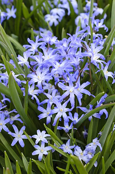 507019 - Forbes' glory of the snow (Chionodoxa forbesii syn. Scilla forbesii)
