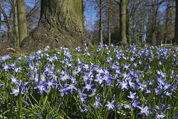 570006 - Forbes' glory of the snow (Chionodoxa forbesii syn. Scilla forbesii)