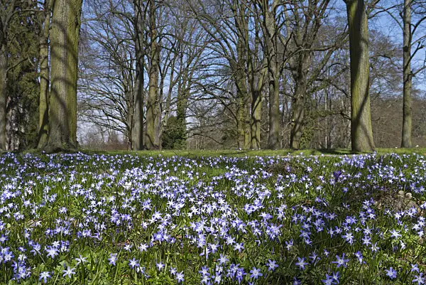 570007 - Forbes' glory of the snow (Chionodoxa forbesii syn. Scilla forbesii)