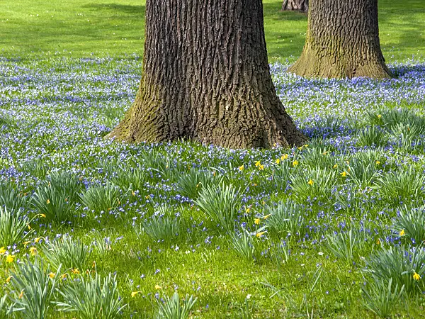 447069 - Forbes' glory of the snow (Chionodoxa forbesii syn. Scilla forbesii) and common oak (Quercus robur)