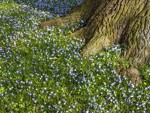 447071 - Forbes' glory of the snow (Chionodoxa forbesii syn. Scilla forbesii) and common oak (Quercus robur)