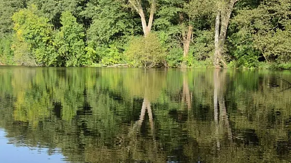 500089 - Forest lake in Bogensee Nature Reserve, Berlin, Germany