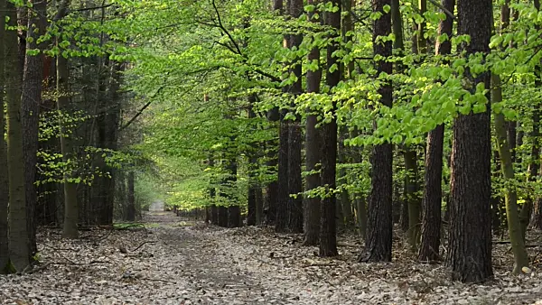495340 - Forest path in spring