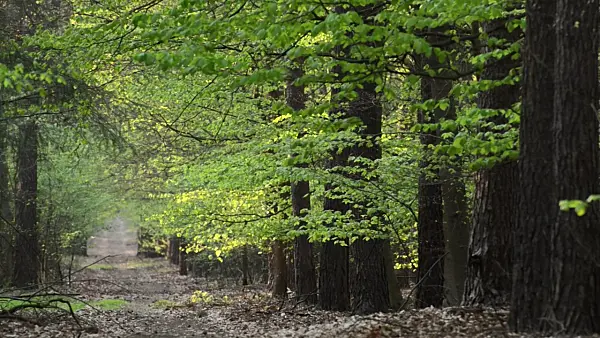 495341 - Forest path in spring