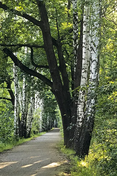 392036 - Forest trail