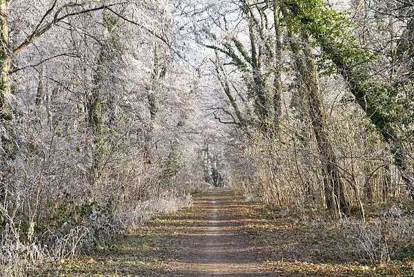 565027 - Forest trail in winter at hoarfrost with high ivied trees in the sunlight