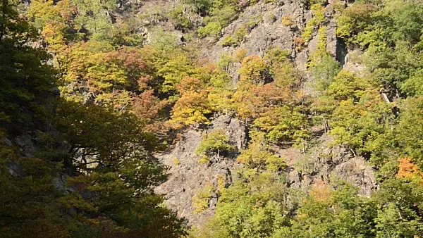 501226 - Forêt de montagne d'automne, réserve naturelle de Bodetal, Allemagne