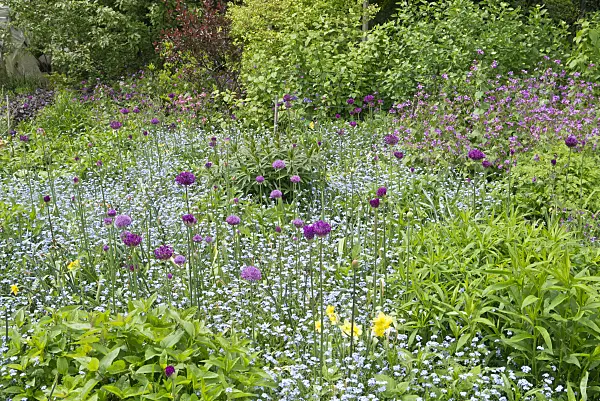 544148 - Forget-me-not (Myosotis) and ornamental onion (Allium)