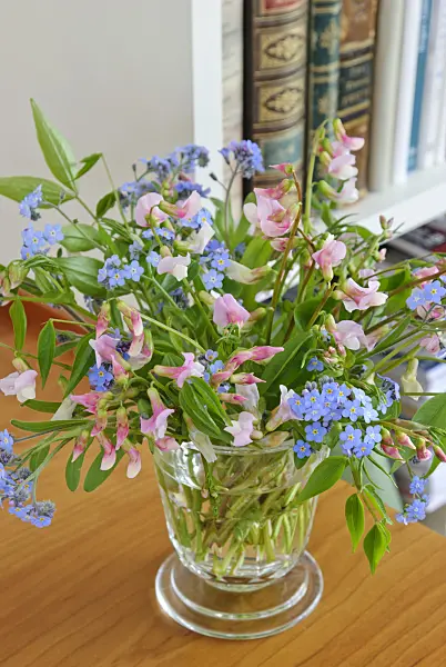 479073 - Forget-me-not (Myosotis) and spring pea (Lathyrus vernus 'Alboroseus') in a glass vase