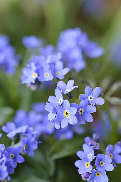 471125 - Forget-me-nots (Myosotis)