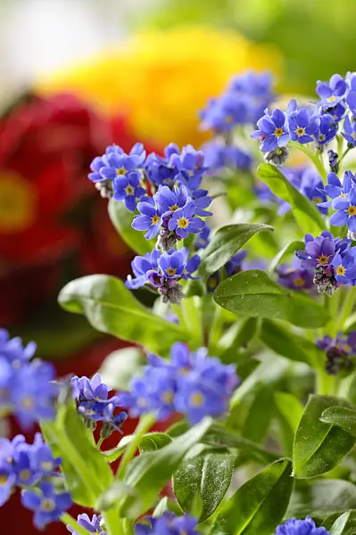 483162 - Forget-me-nots (Myosotis)