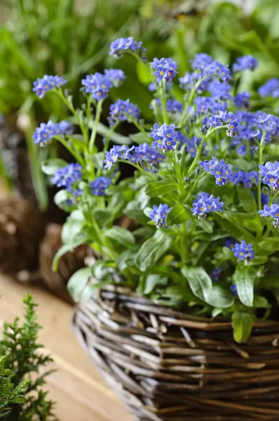 483284 - Forget-me-nots (Myosotis)