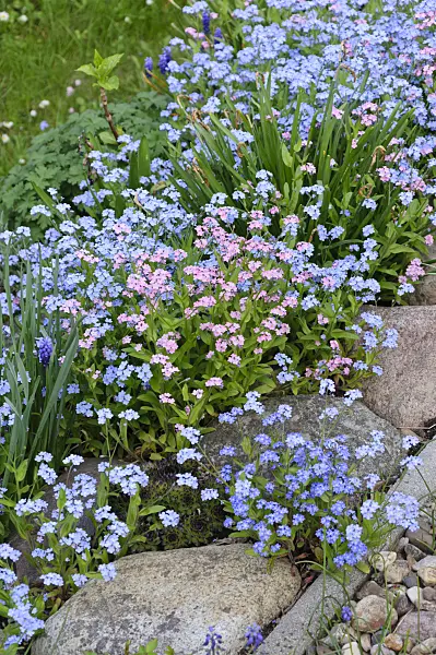 484041 - Forget-me-nots (Myosotis)