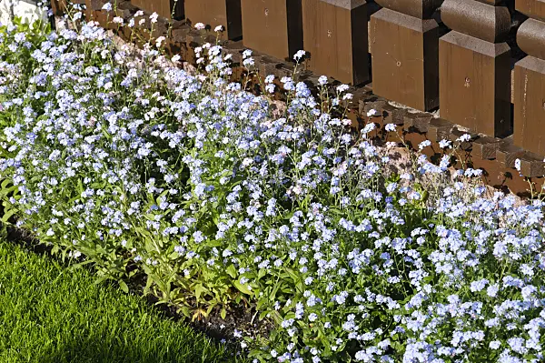 484142 - Forget-me-nots (Myosotis)