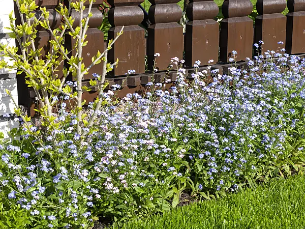 484167 - Forget-me-nots (Myosotis)