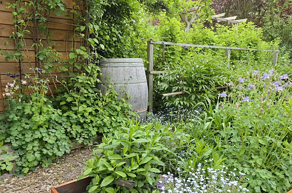 544109 - Forget-me-nots (Myosotis) and columbines (Aquilegia) in a vernal perennial garden