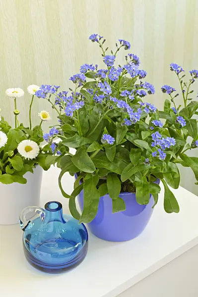 471153 - Forget-me-nots (Myosotis) and common daisy (Bellis perennis)