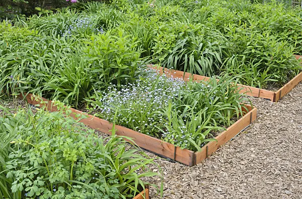 544110 - Forget-me-nots (Myosotis) and day lilies (Hemerocallis) in propagation beds
