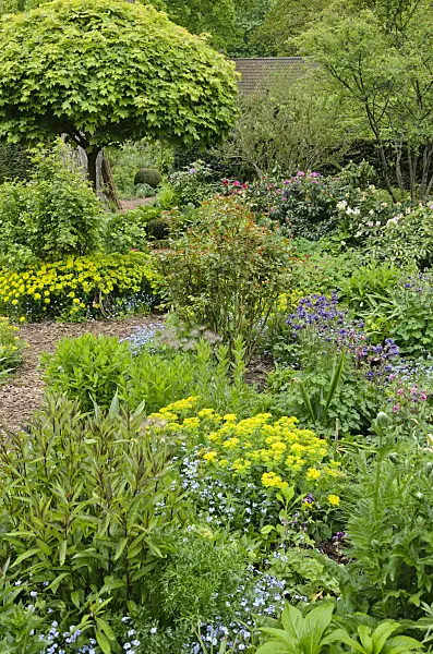 544118 - Forget-me-nots (Myosotis), cushion spurge (Euphorbia polychroma syn. Euphorbia epithymoides) and columbines (Aquilegia) in a vernal perennial garden