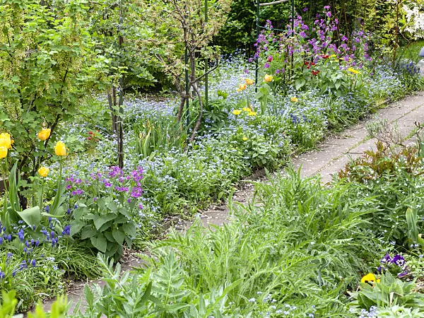 484065 - Forget-me-nots (Myosotis), honesty (Lunaria) and tulips (Tulipa)