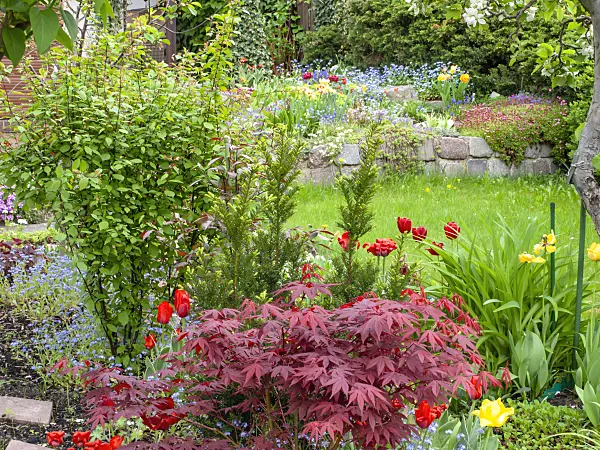 484063 - Forget-me-nots (Myosotis), Japanese maple (Acer palmatum 'Atropurpureum') and tulips (Tulipa) in an allotment garden