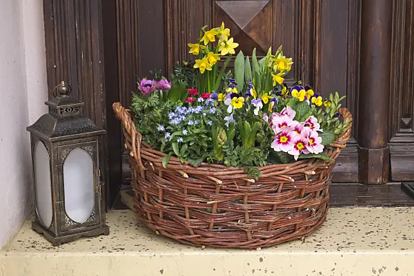 608018 - Forget-me-nots (Myosotis), violets (Viola), daffodils (Narcissus) and primroses (Primula) in a wicker basket