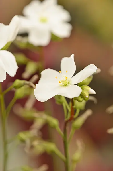 547332 - Fork-leaved sundew (Drosera binata)