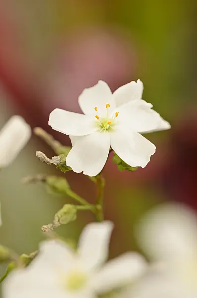 547333 - Fork-leaved sundew (Drosera binata)