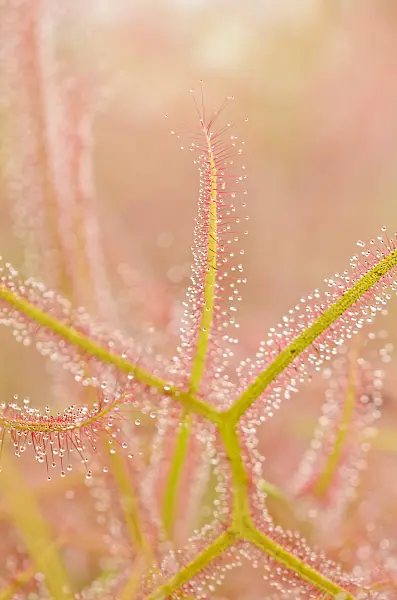 547337 - Fork-leaved sundew (Drosera binata)