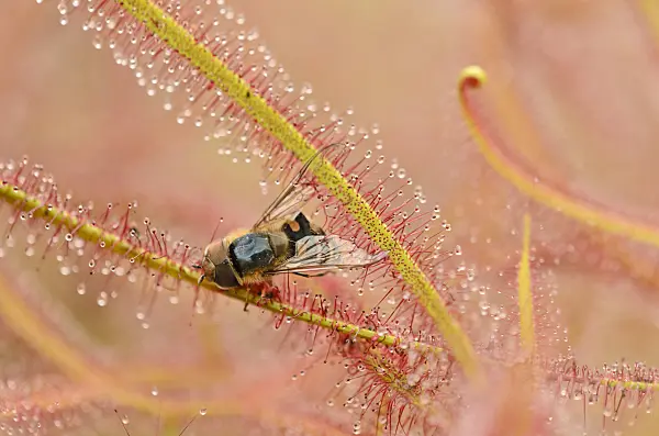 547338 - Fork-leaved sundew (Drosera binata)