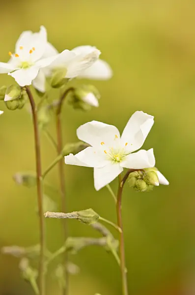 547346 - Fork-leaved sundew (Drosera binata)