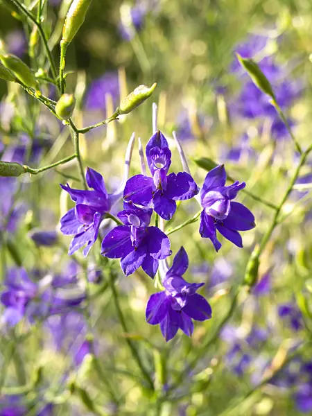 440220 - Forking larkspur (Consolida regalis)