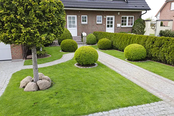 484086 - Formal front garden with lawn and shaped boxwoods