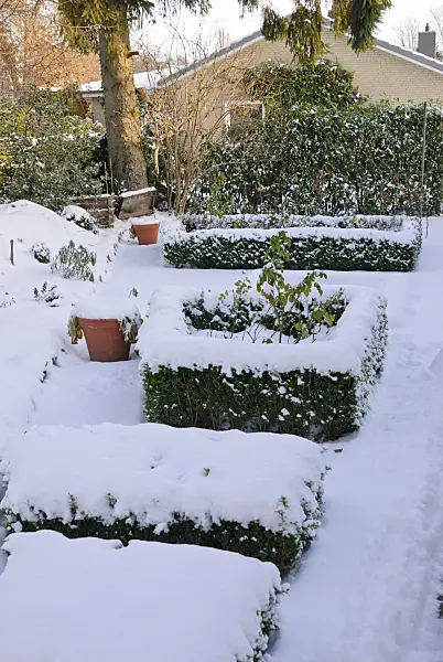 518072 - Formal garden with box hedges in the snow
