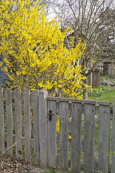 555105 - Forsythia (Forsythia) with wooden fence
