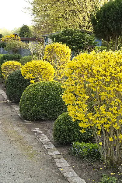 555116 - Forsythias (Forsythia) and boxwoods (Buxus) with spherical shape