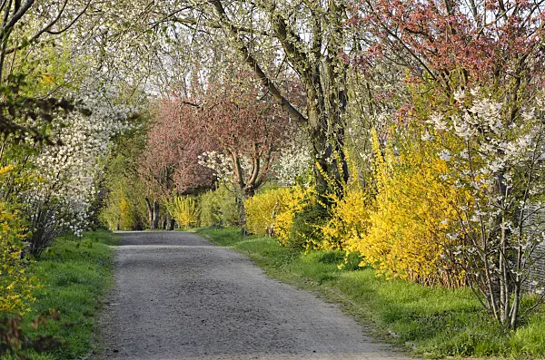 531035 - Forsythias (Forsythia) and cherries (Prunus)