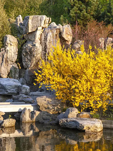 437131 - Forsythie (Forsythia x intermedia)