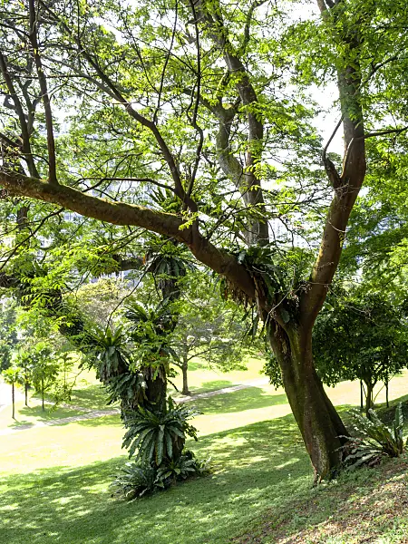 434162 - Fort Canning Park, Singapore