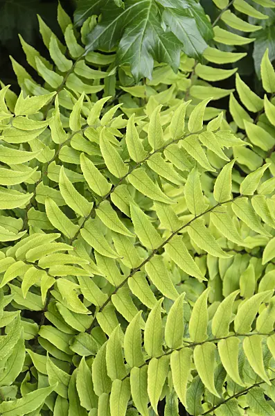 508157 - Fortune's holly fern (Cyrtomium fortunei)