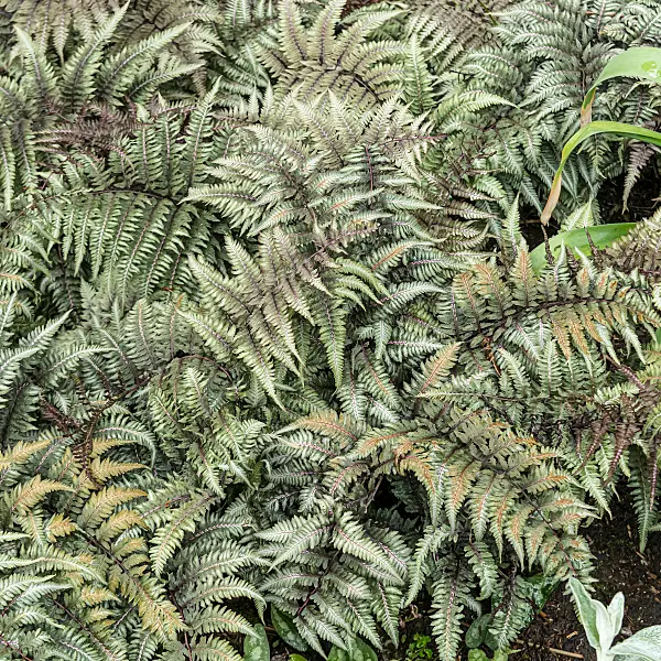 664043 - Fougère arc-en-ciel (Athyrium niponicum var. pictum)
