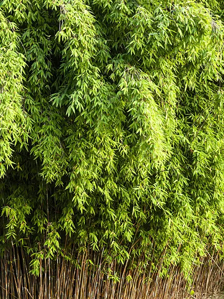 429128 - Fountain bamboo (Fargesia nitida)